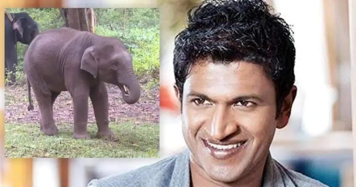 Karnataka: As a tribute, elephant calf named after late Kannada actor Puneeth Rajkumar